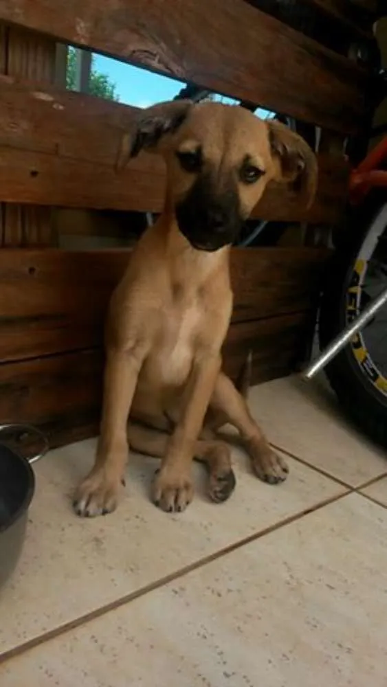 Cachorro ra a Vira Lata idade Abaixo de 2 meses nome Baiana e Tomada