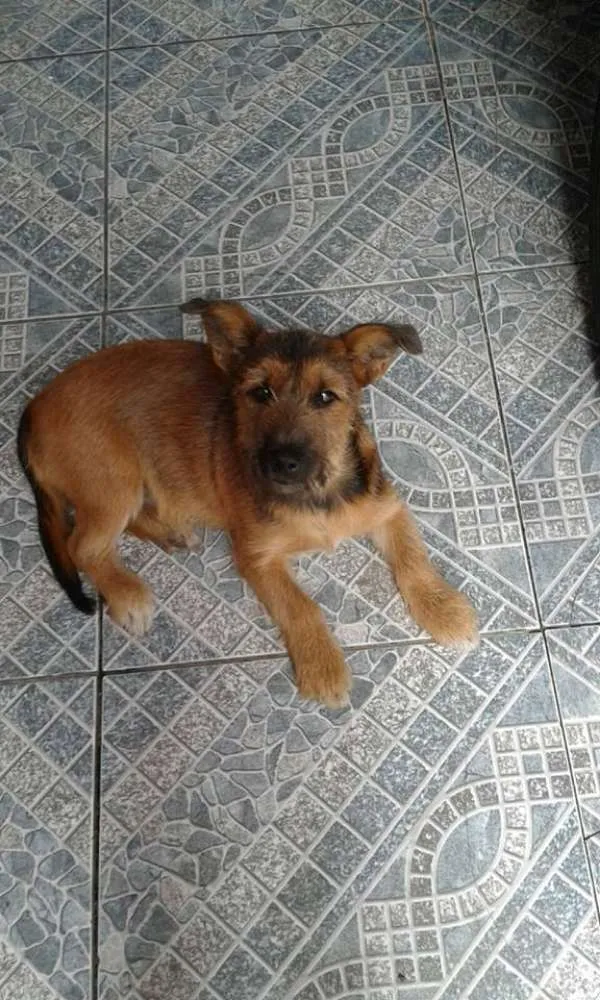 Cachorro ra a SRD idade 2 a 6 meses nome Bob