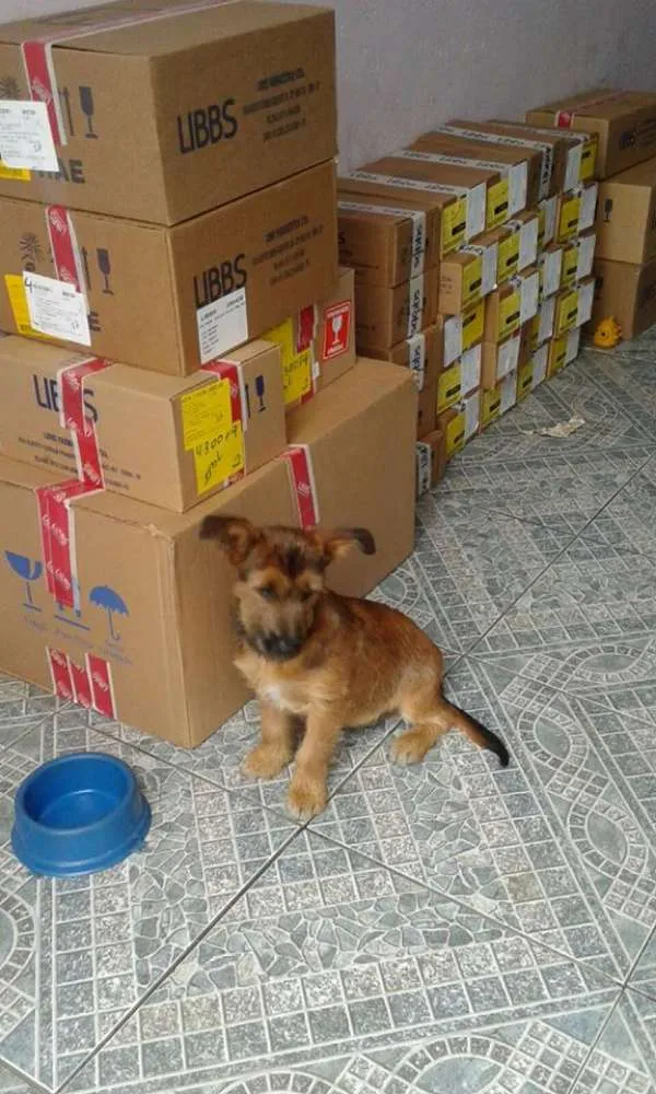 Cachorro ra a SRD idade 2 a 6 meses nome Bob