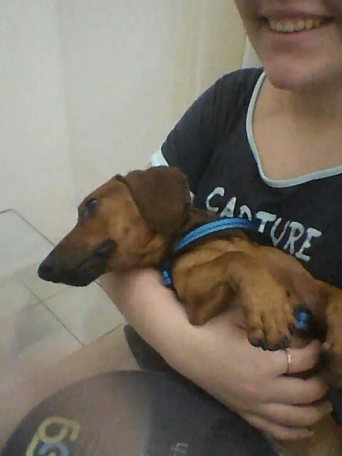 Cachorro raça Basset-Cofap idade 2 anos nome Bolota