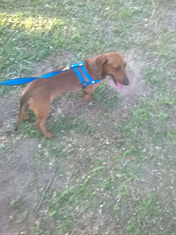 Cachorro raça Basset-Cofap idade 2 anos nome Bolota