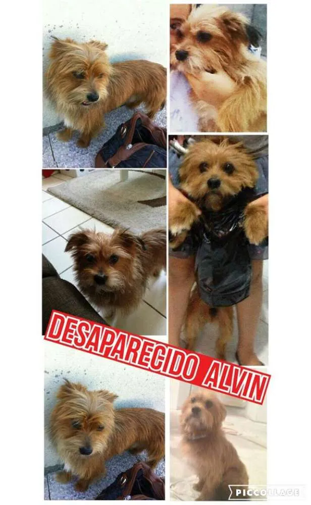 Cachorro ra a Yorkshire idade 5 anos nome Alvin GRATIFICA