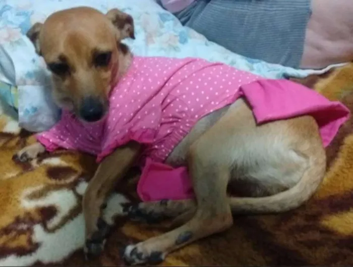 Cachorro ra a mestiça basset idade 2 anos nome Princesa