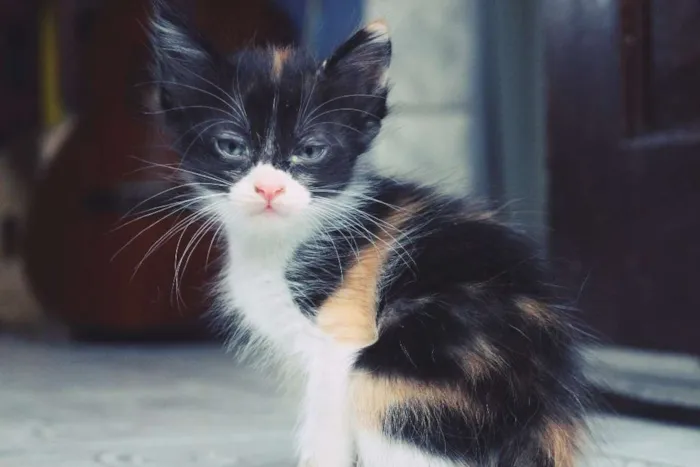 Gato ra a  idade Abaixo de 2 meses nome SEM NOME