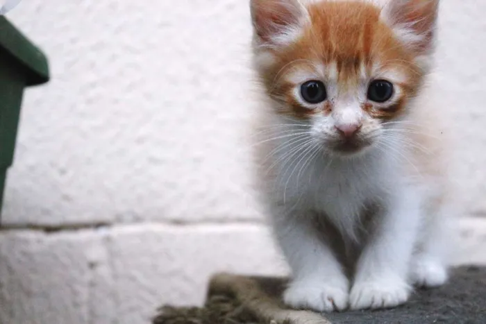 Gato ra a  idade Abaixo de 2 meses nome SEM NOME