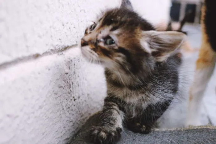 Gato ra a  idade Abaixo de 2 meses nome SEM NOME