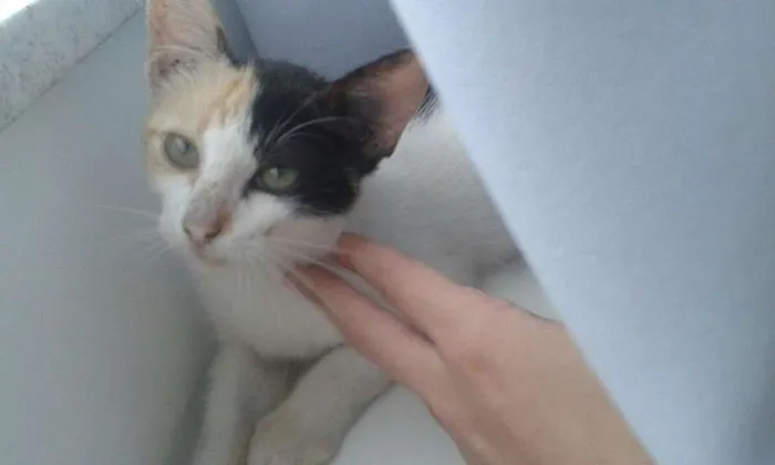 Gato ra a viralata idade 2 a 6 meses nome sem nome