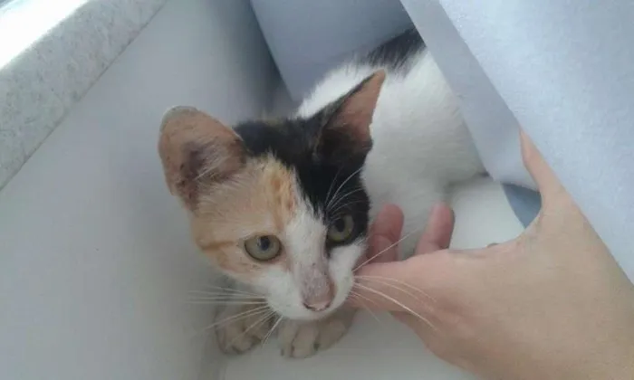 Gato ra a viralata idade 2 a 6 meses nome sem nome