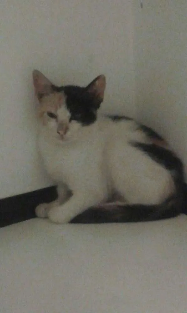 Gato ra a viralata idade 2 a 6 meses nome sem nome