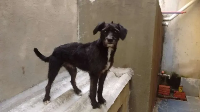 Cachorro ra a SRD idade 2 anos nome Bob