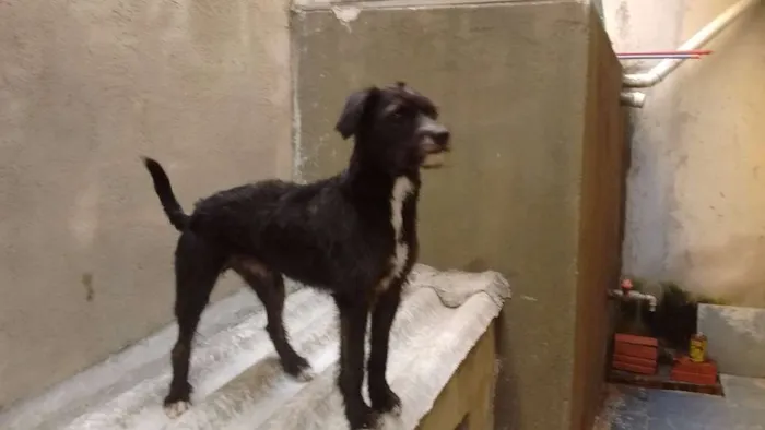 Cachorro ra a SRD idade 2 anos nome Bob