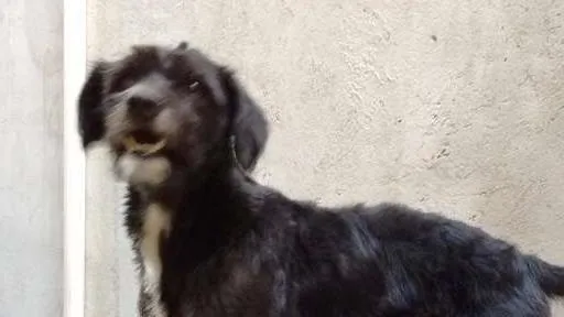 Cachorro ra a SRD idade 2 anos nome Bob