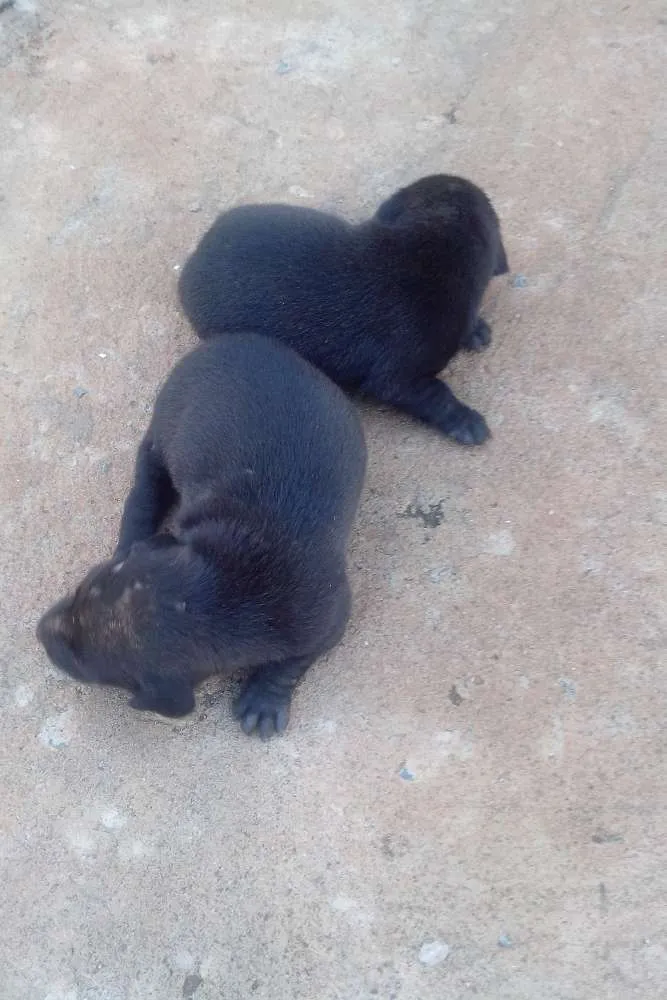Cachorro raça  idade Abaixo de 2 meses nome Sem nome