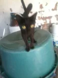 preta,ralo, dede e etc
