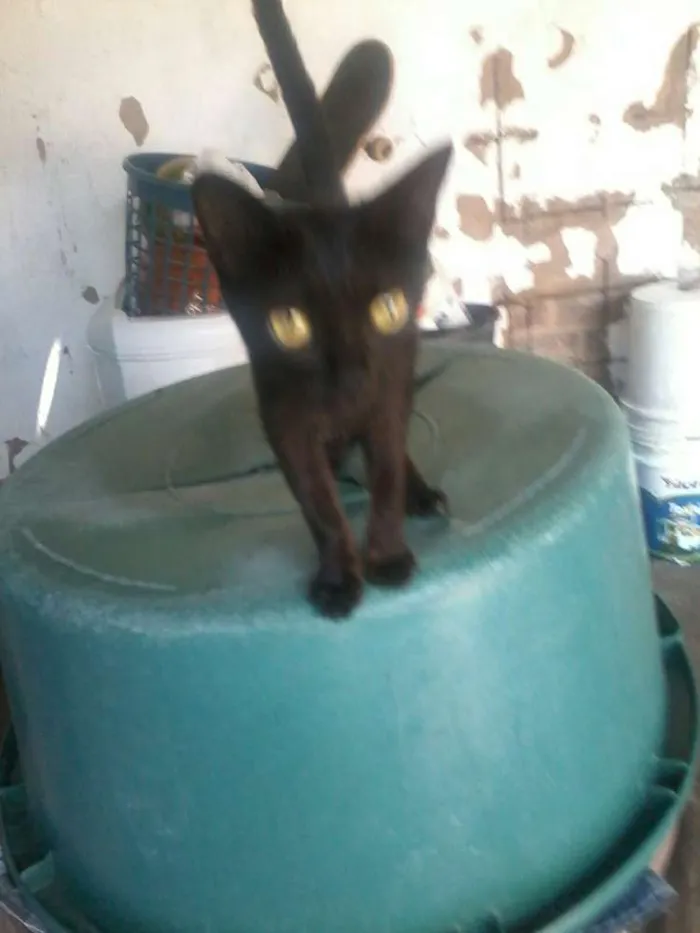 Gato ra a não sei a  raça  idade 2 a 6 meses nome preta,ralo, dede e etc