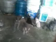 preta,ralo, dede e etc