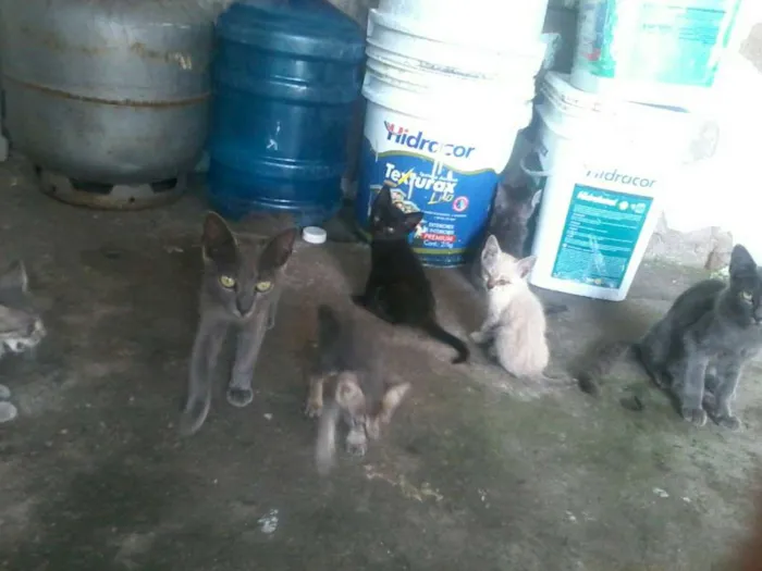Gato ra a não sei a  raça  idade 2 a 6 meses nome preta,ralo, dede e etc