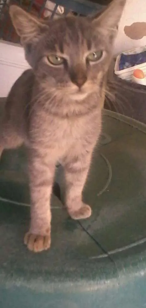 Gato ra a não sei a  raça  idade 2 a 6 meses nome preta,ralo, dede e etc