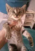 preta,ralo, dede e etc
