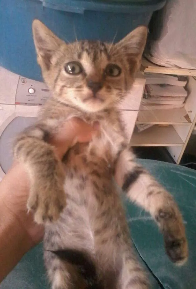 Gato ra a não sei a  raça  idade 2 a 6 meses nome preta,ralo, dede e etc