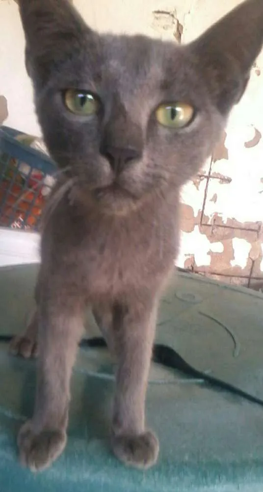Gato ra a não sei a  raça  idade 2 a 6 meses nome preta,ralo, dede e etc