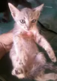 preta,ralo, dede e etc
