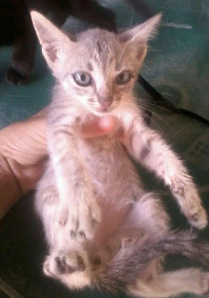 Gato ra a não sei a  raça  idade 2 a 6 meses nome preta,ralo, dede e etc
