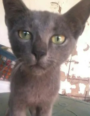 Gato raça não sei a raça  idade 2 a 6 meses nome pretinha,Marlon,e e