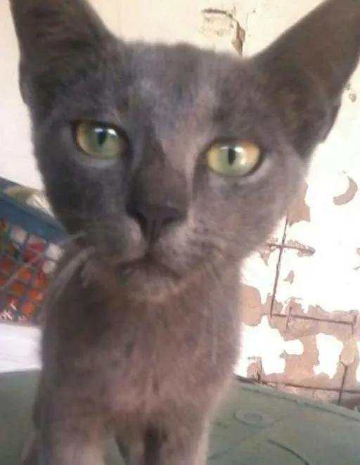 Gato ra a não sei a raça  idade 2 a 6 meses nome pretinha,Marlon,e e