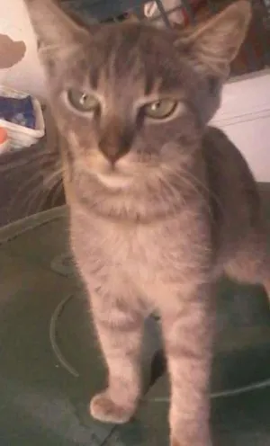 Gato raça não sei a  raça  idade 2 a 6 meses nome preta,ralo, dede e etc