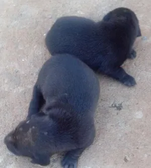Cachorro raça  idade Abaixo de 2 meses nome Sem nome