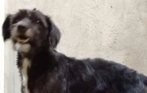 Cachorro raça SRD idade 2 anos nome Bob