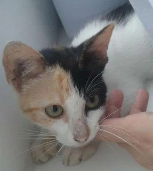 Gato ra a viralata idade 2 a 6 meses nome sem nome