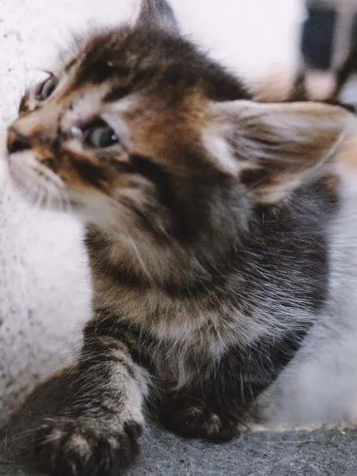 Gato ra a  idade Abaixo de 2 meses nome SEM NOME