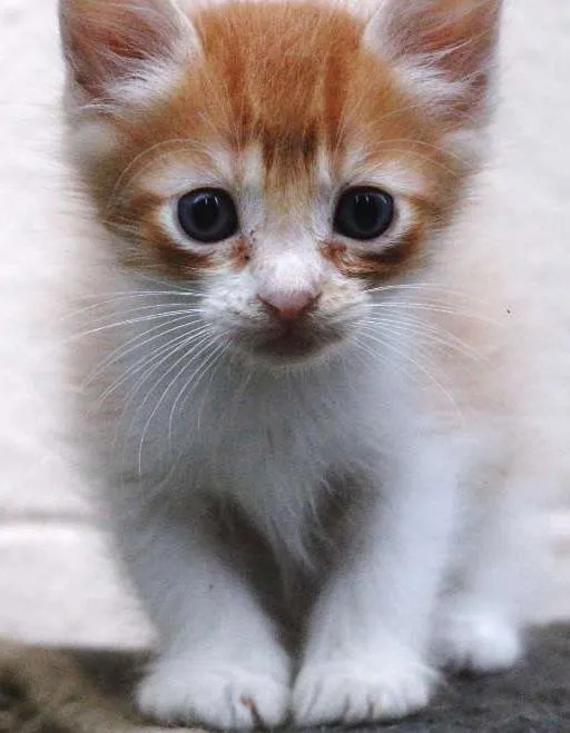 Gato ra a  idade Abaixo de 2 meses nome SEM NOME