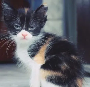 Gato raça  idade Abaixo de 2 meses nome SEM NOME