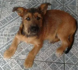 Cachorro raça SRD idade 2 a 6 meses nome Bob