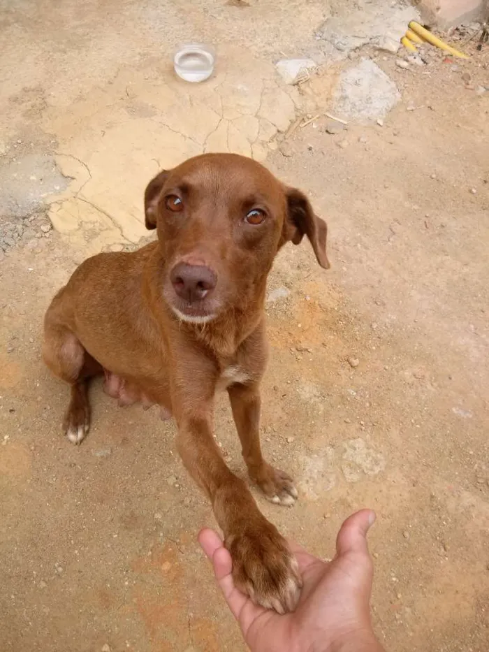 Cachorro ra a SRD com Labrador idade 1 ano nome Malu