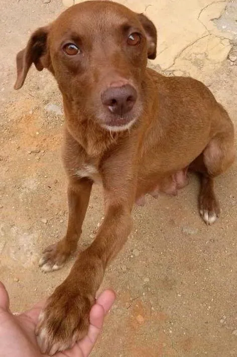 Cachorro ra a SRD com Labrador idade 1 ano nome Malu