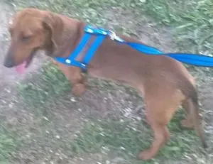 Cachorro raça Basset-Cofap idade 2 anos nome Bolota
