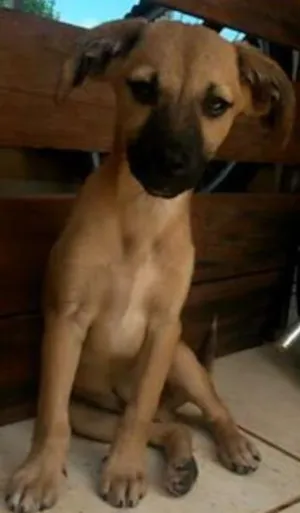 Cachorro raça Vira Lata idade Abaixo de 2 meses nome Baiana e Tomada