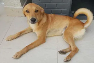 Cachorro raça SRD idade 7 a 11 meses nome Belgica