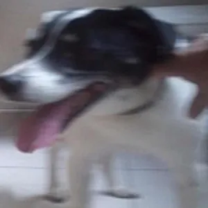 Cachorro raça SRD idade 6 ou mais anos nome Dolly GRATIFICA