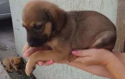 Cachorro ra a SRD idade Abaixo de 2 meses nome MARRON