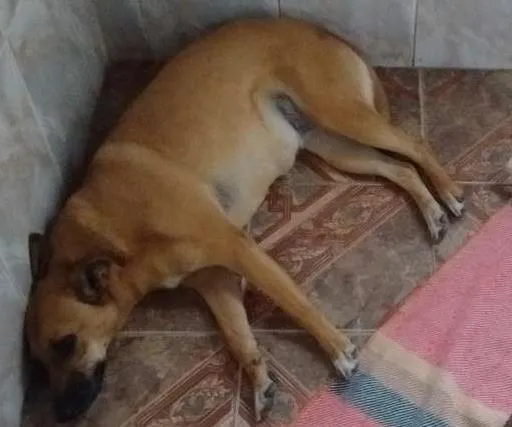 Cachorro ra a indefinida idade 3 anos nome july/paquita