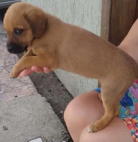 Cachorro ra a SRD idade Abaixo de 2 meses nome Docinho