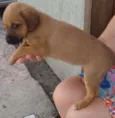 Docinho