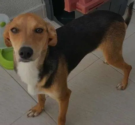 Cachorro ra a SRD idade 7 a 11 meses nome Italia