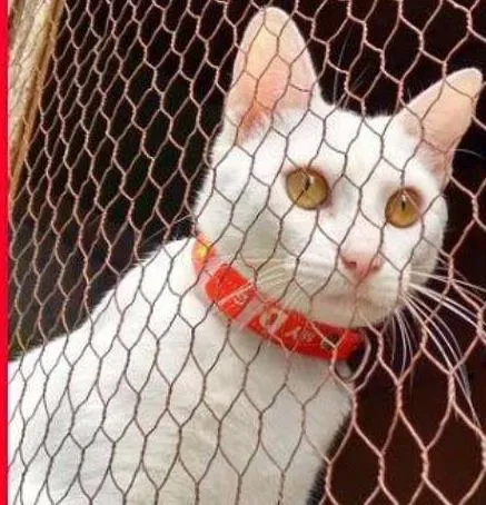 Gato ra a SRD idade 7 a 11 meses nome PÉROLA CASTRADA