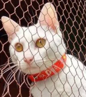 Gato raça SRD idade 7 a 11 meses nome PÉROLA CASTRADA